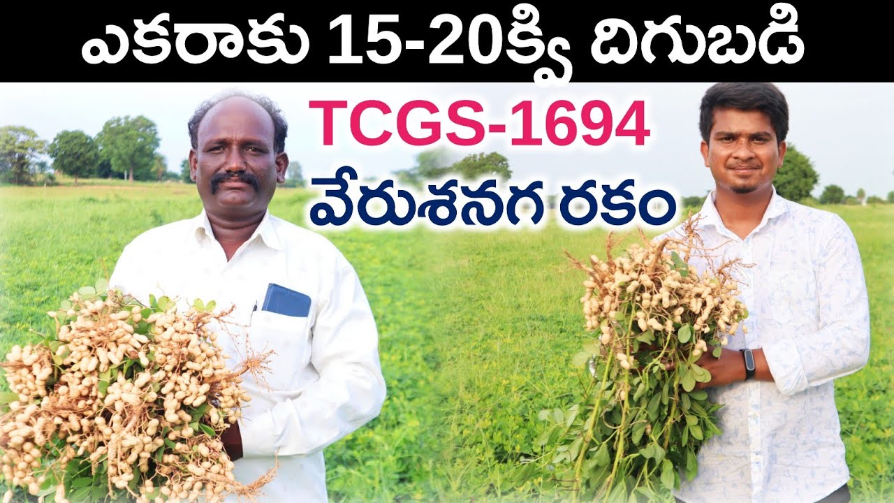 TCGS-1694 Groundnut Farming | 15-20క్వి దిగుబడినిచ్చే వేరుశనగ రకం | Peanut Farming |Shiva AgriClinic