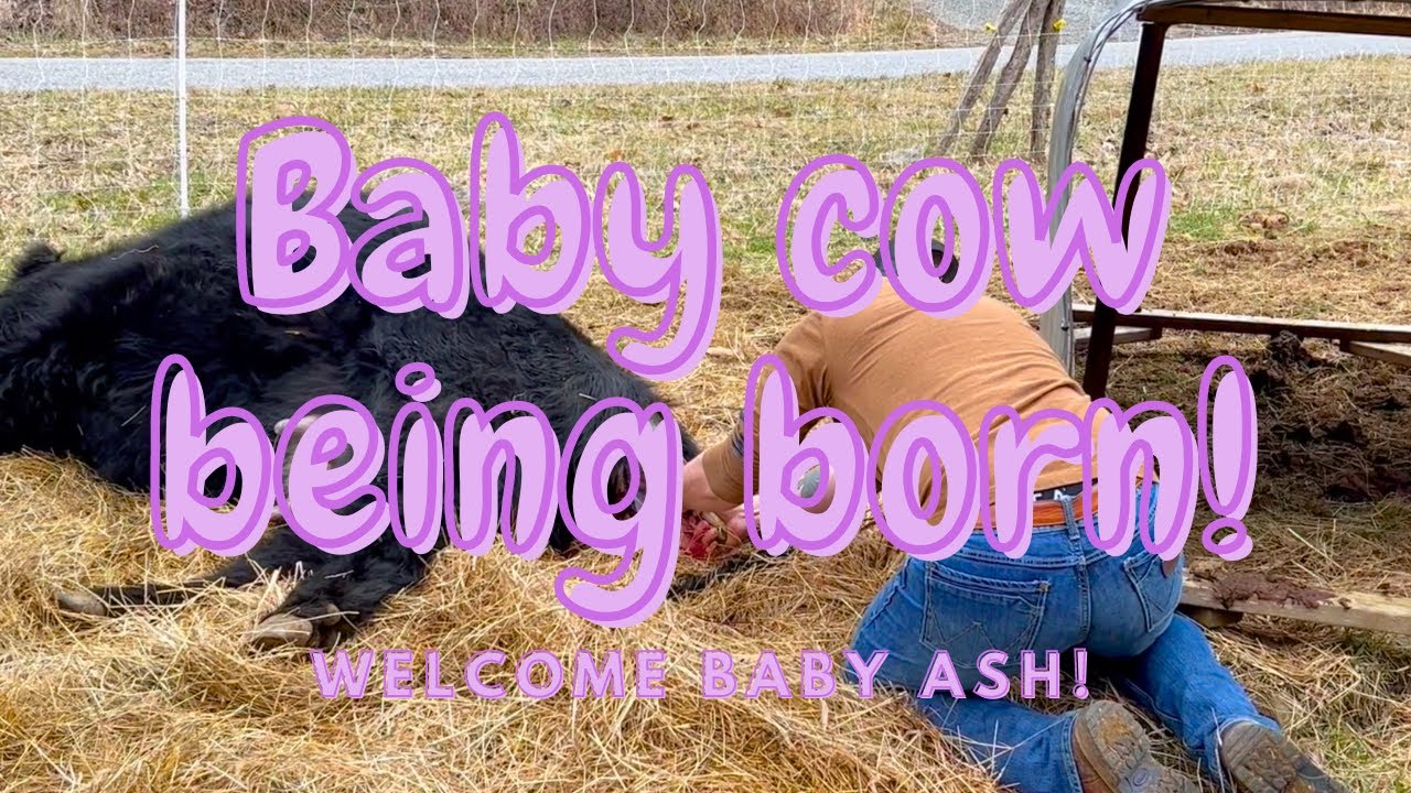 Our cow is in labor!