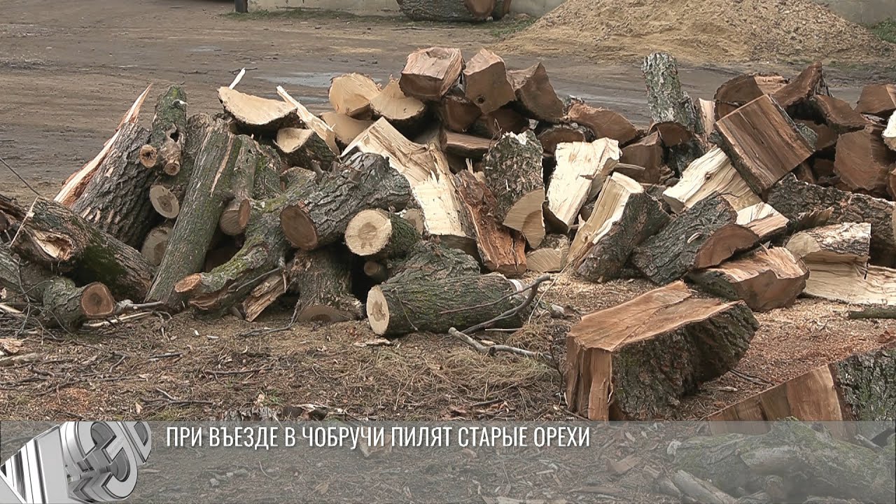 При въезде в Чобручи появится берёзовая роща: старые деревья – на дрова