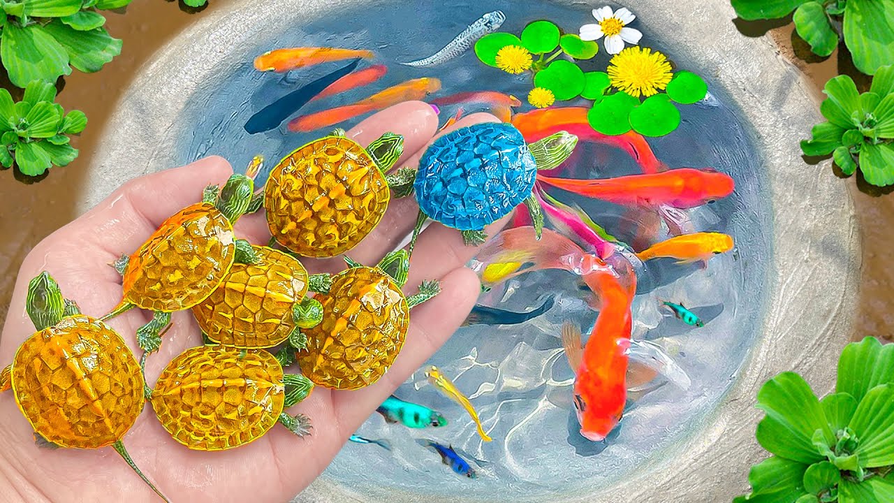Amazing Catch Baby Diamond Turtle, Unicorn Head Fish, Pearlscale Goldfish, Striped Horse Fish