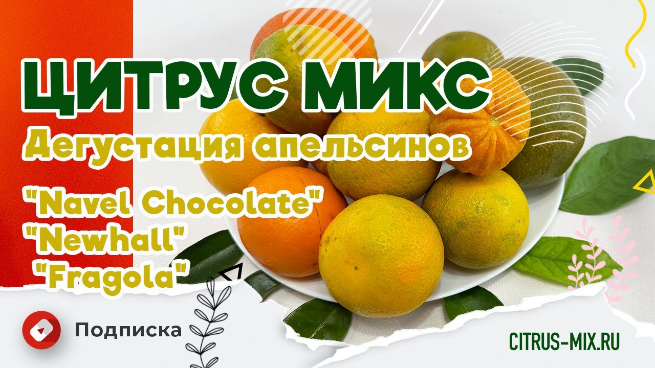 🍊🌟 ДЕГУСТАЦИЯ АПЕЛЬСИНОВ🍊🌟 - Редкие сорта: Апельсин 