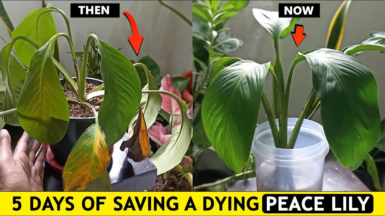 How do you revive a dying peace lily ?