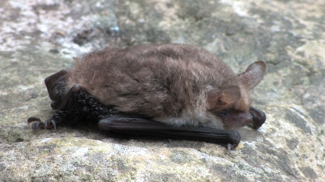 Natterer's Bat - The British Mammal Guide