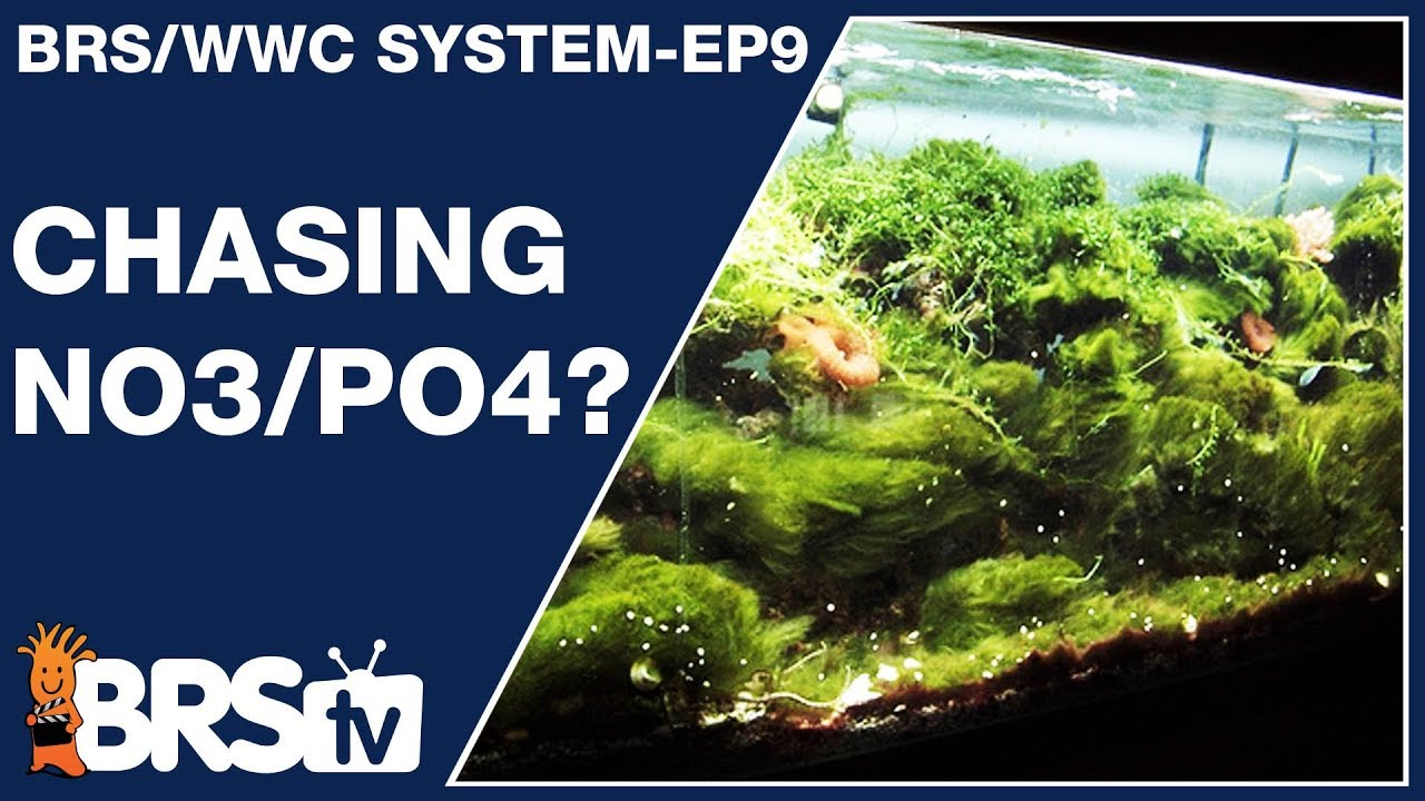 Ep9: Best nitrate and phosphate level for a reef tank ?  - The BRS/WWC System