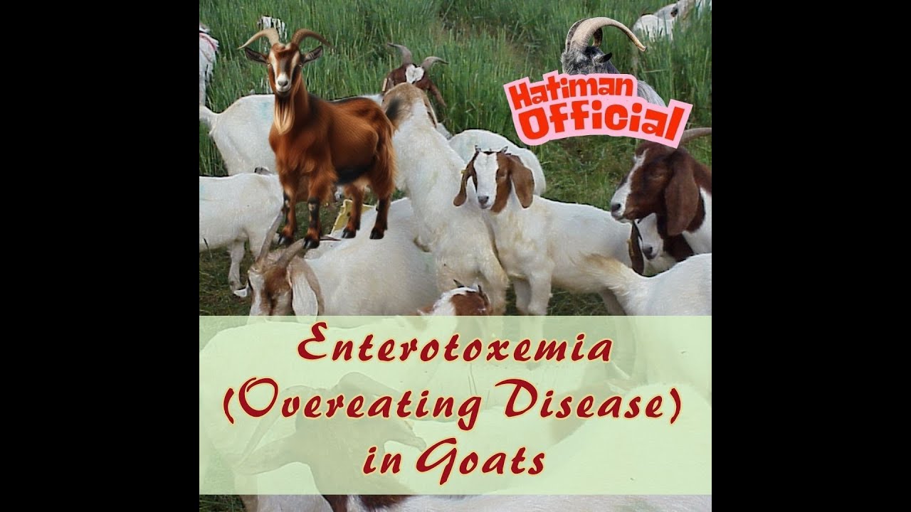 Enterotoxemia Overeating Disease in Goats