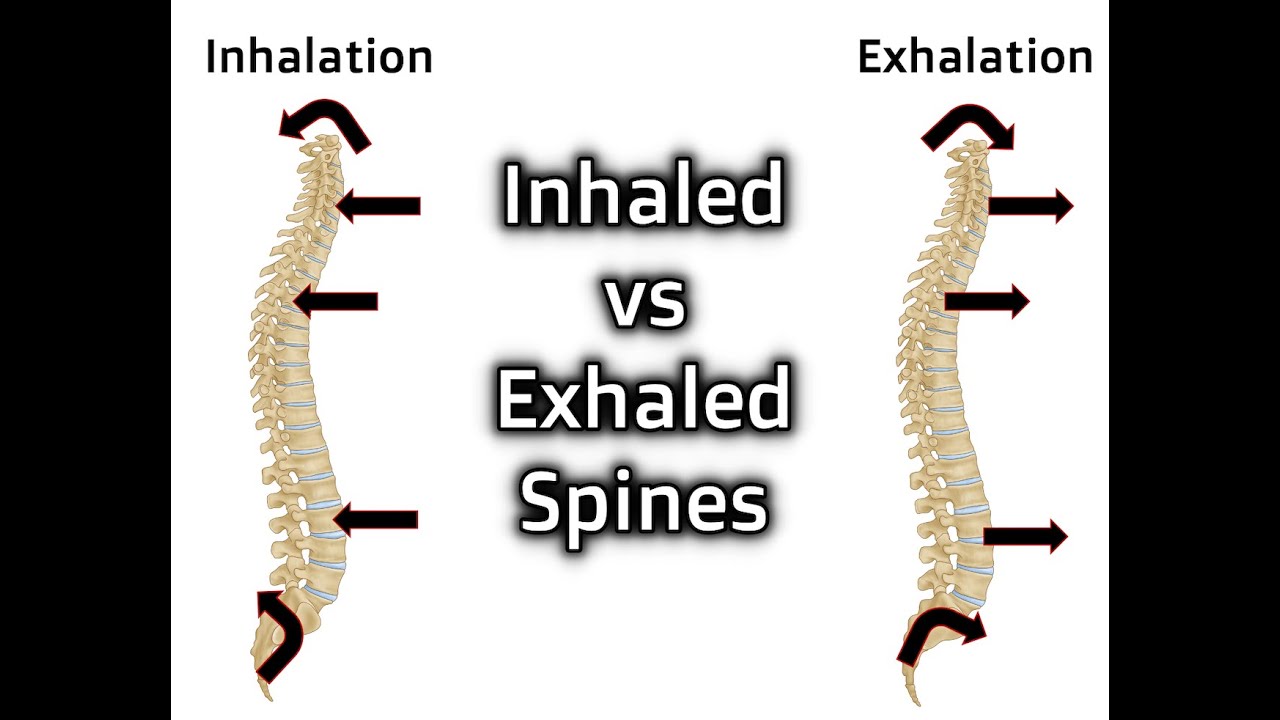 Inhaled vs. Exhaled Spines
