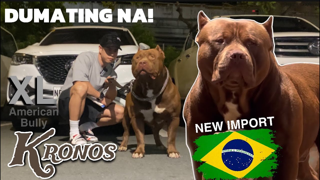 KRONOS🔥 BAGONG IMPORT DUMATING NA! XL American Bully • Sam Walastik