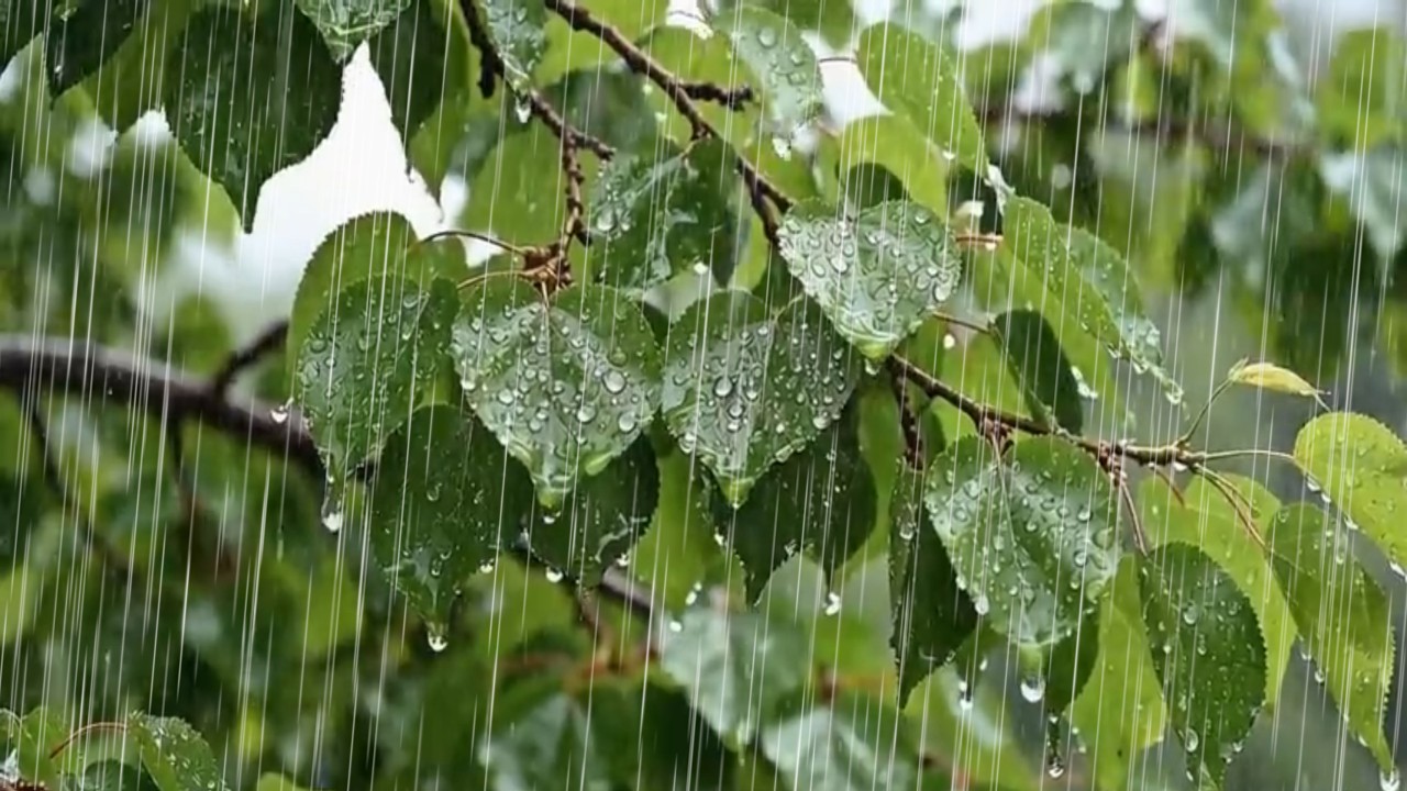 Fall Asleep FAST to Deep Natural Forest Rain | BLACK SCREEN after 10 Mins 🌿🌙