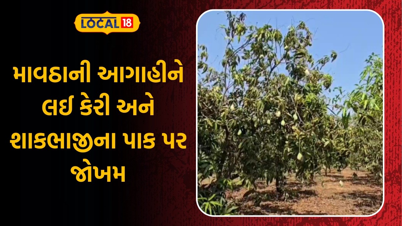 Gujarat Agriculture News | માવઠાની આગાહીને લઈ કેરી અને શાકભાજીના પાક પર જોખમ | Local18