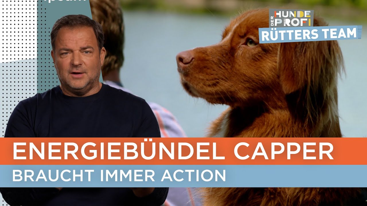 Wird Hundetrainerin Ellen endlich f&uuml;r Ruhe sorgen k&ouml;nnen? 🐕 | Der Hundeprofi - R&uuml;tters Team