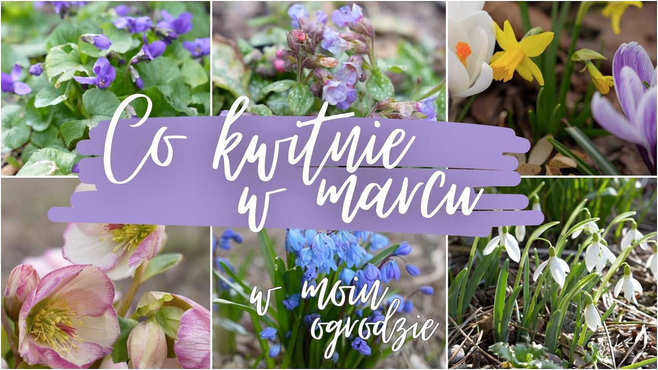 Co KWITNIE w MARCU? 🌸 Kompletne zestawienie roślin cebulowych i bylin