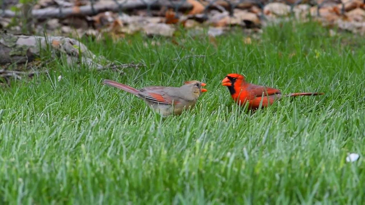 Male Cardinal feeding Female