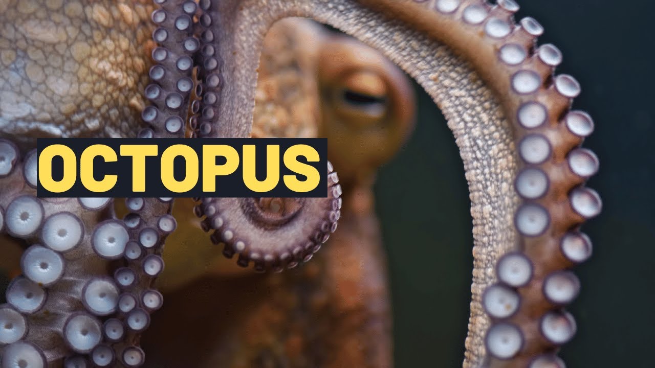 Discovering the Wonders of Octopus: Fun Facts and  Adaptations for Kids | Blue Ringed Octopus