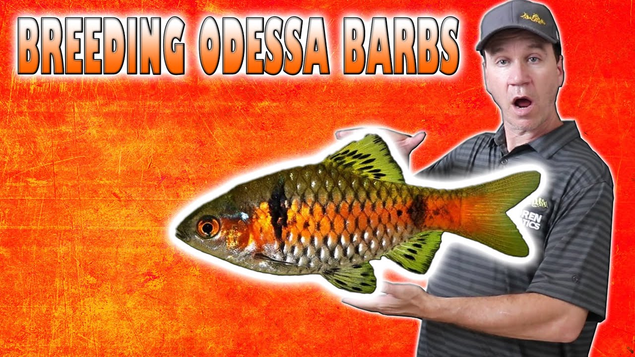 How to  Breed Odessa Barbs and Growing Barb Fry Fast