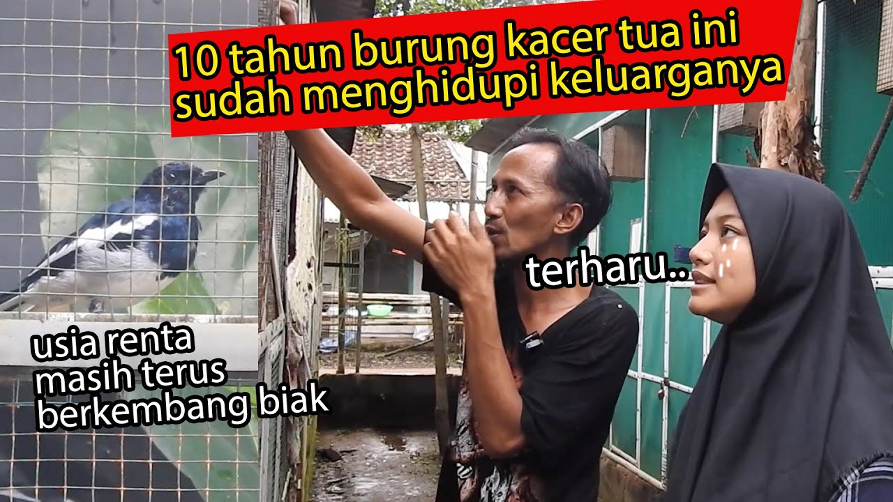 TERHARU..BURUNG KACER INI SUDAH BERANAK PINAK  DI KANDANGNYA SEJAK ANAKNYA BELUM LAHIR SAMPAI GADIS