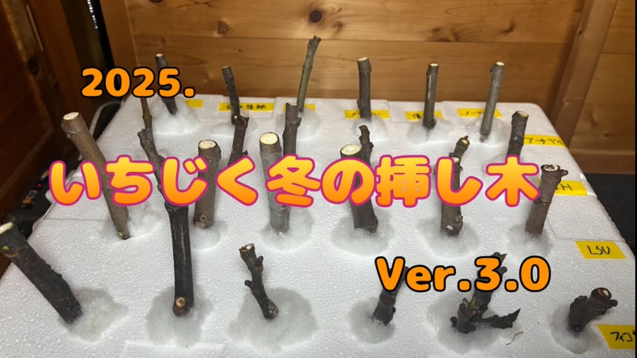 2025版、いちじくの冬の挿し木の実験