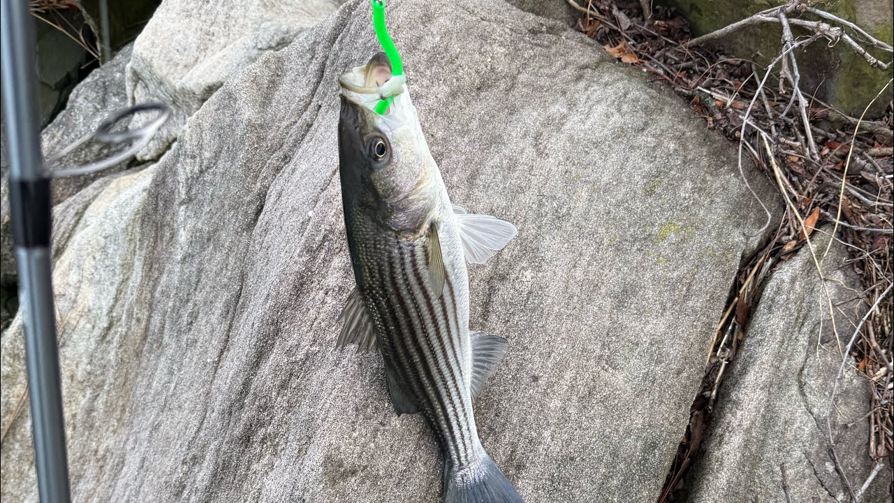 Stripers feeding right at the rocks!! **11-26-2025**