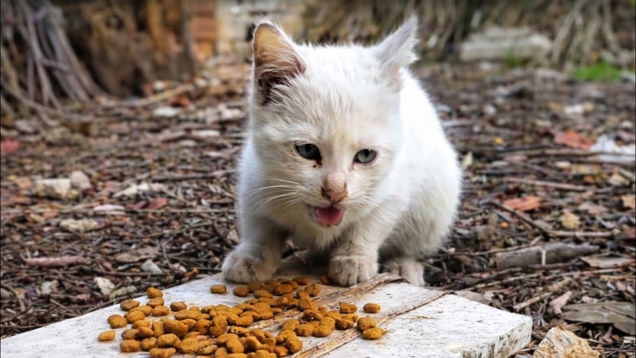 “So Hungry… I Couldn’t Just Walk Away 🤍🐱”