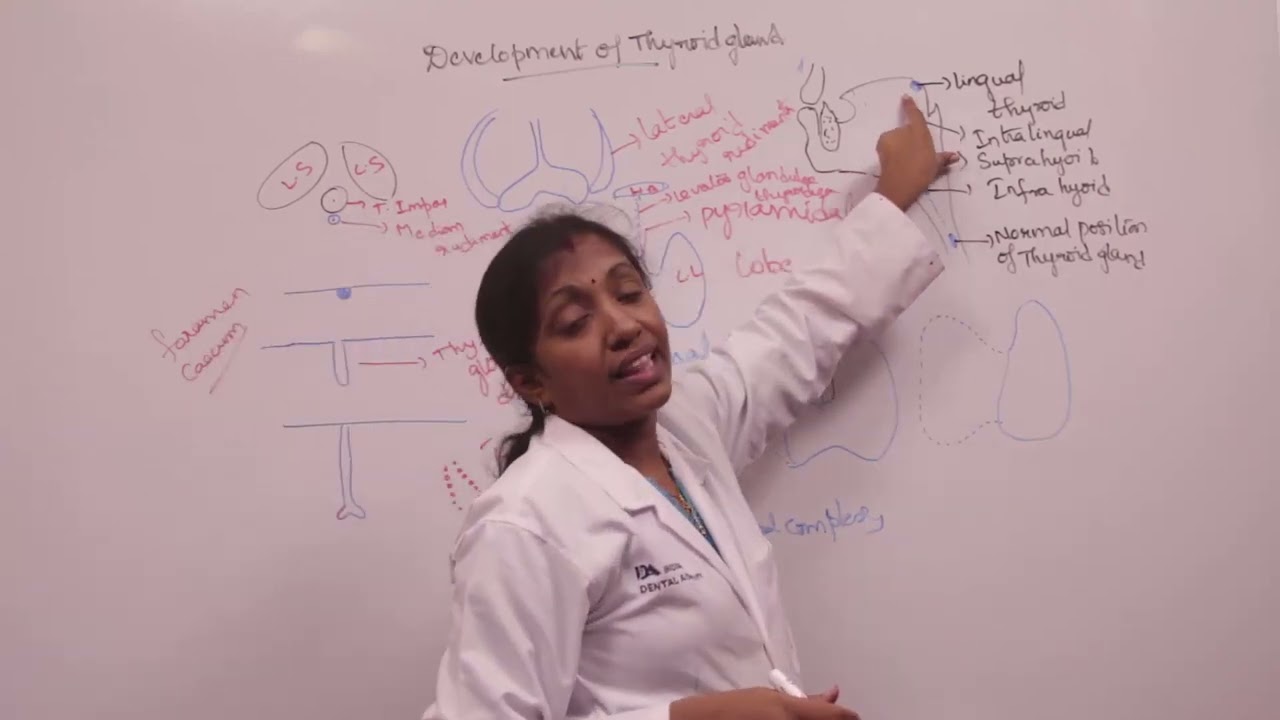 Development of thyroid gland | General Anatomy | Indian Dental Academy