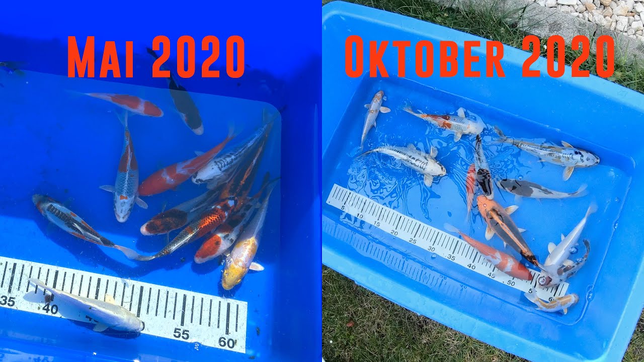 Koi Entwicklung und Wachstum in einem Jahr - 2020 | Japan Koi | Koiteich