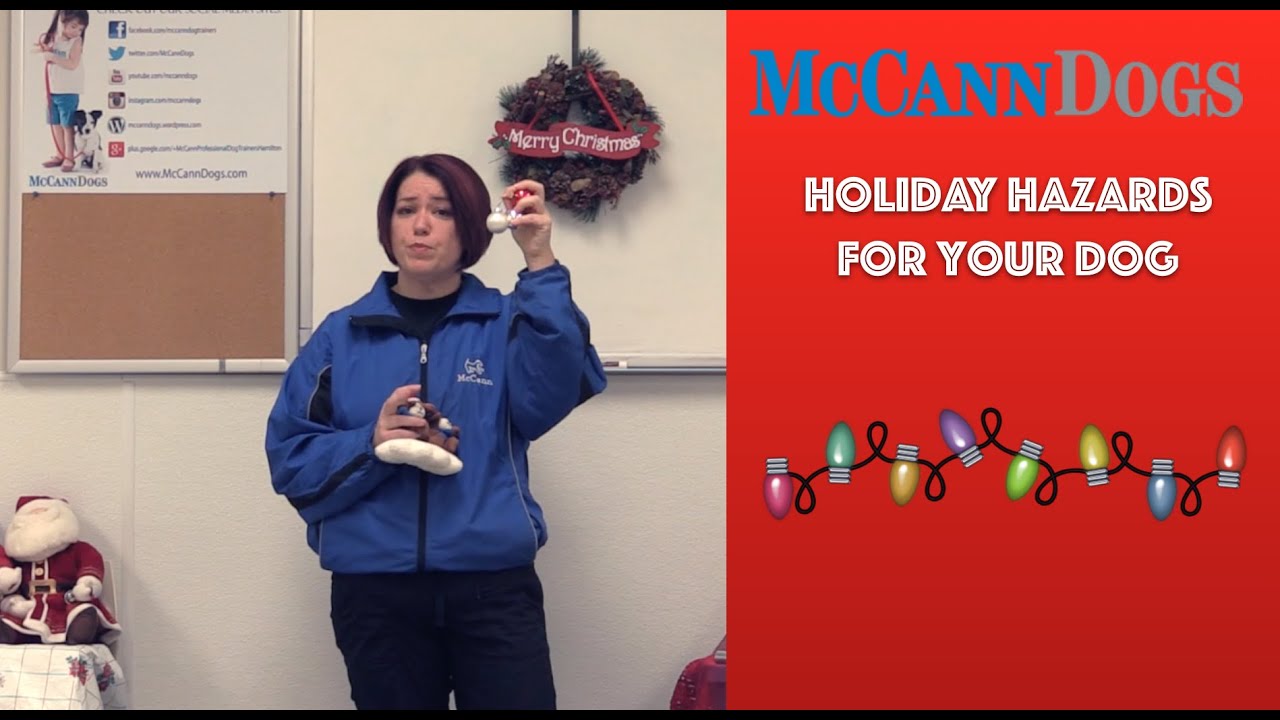 Holiday Dangers For Dogs