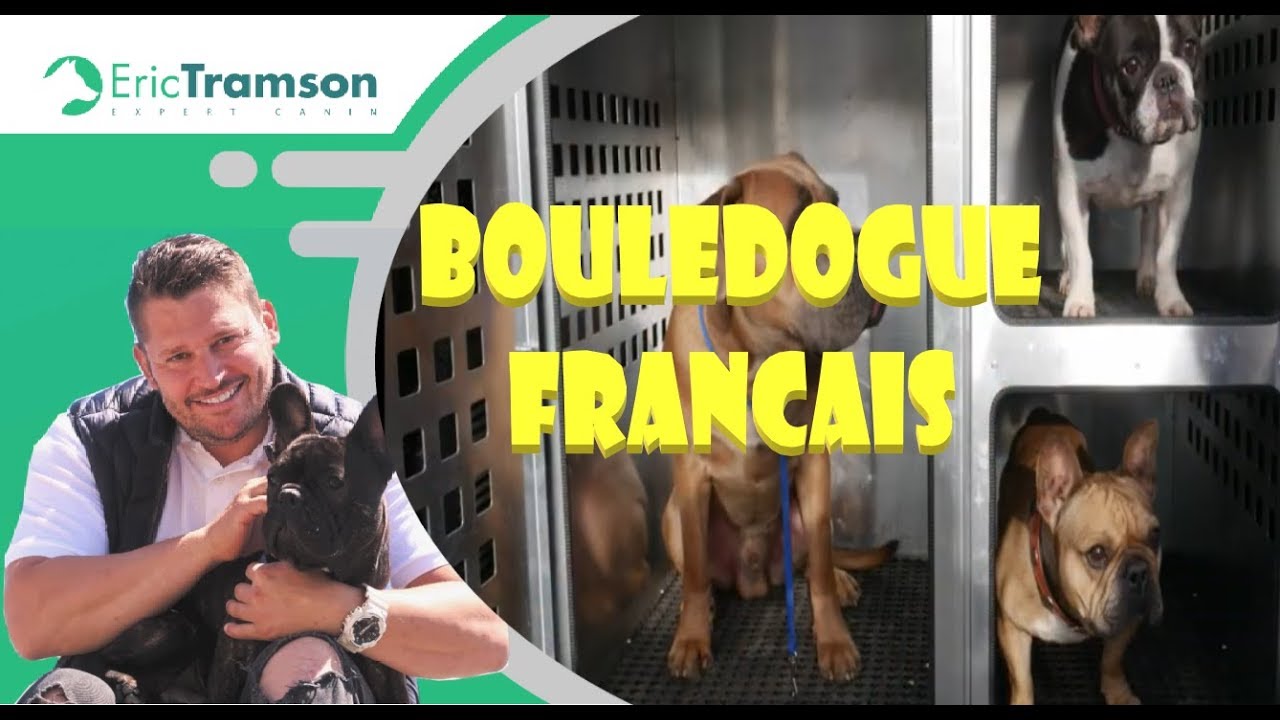 caractère, l’éducation, le comportement et la santé d’un  Bouledogue Français