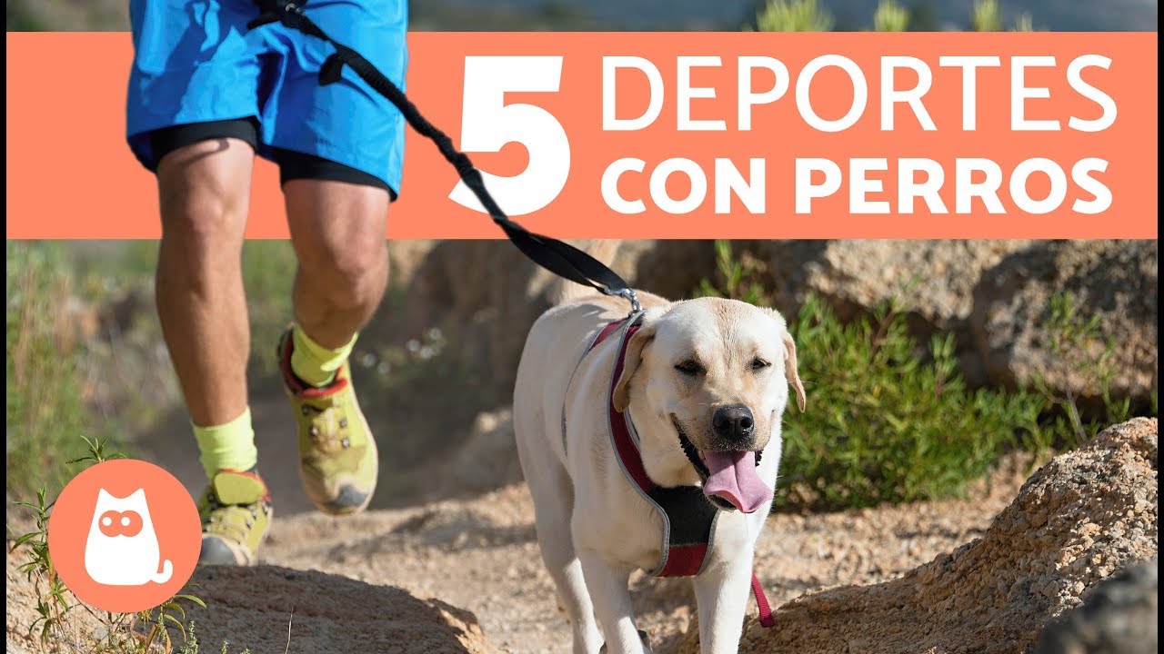 5 DEPORTES CON PERROS