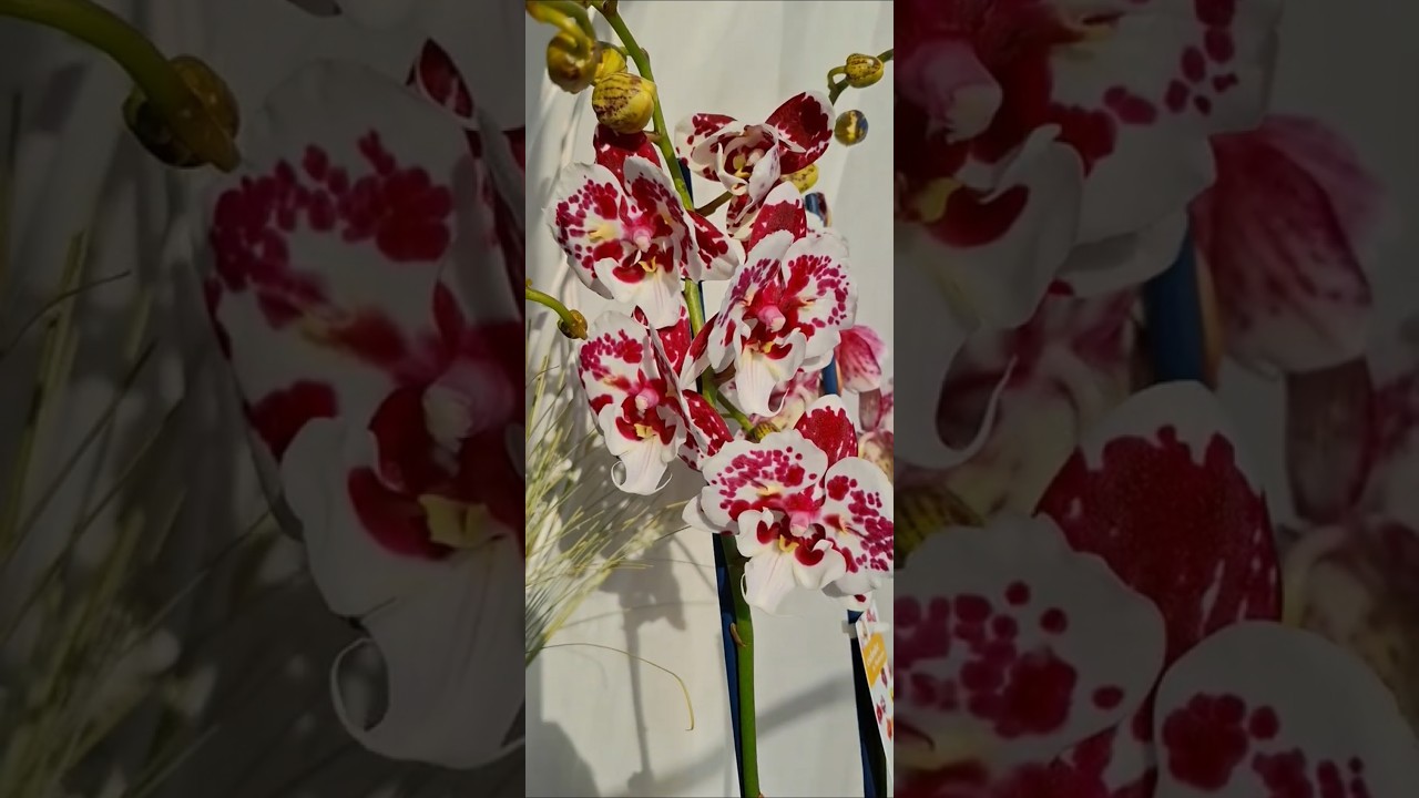 Untold stories Бабочка 🦋 