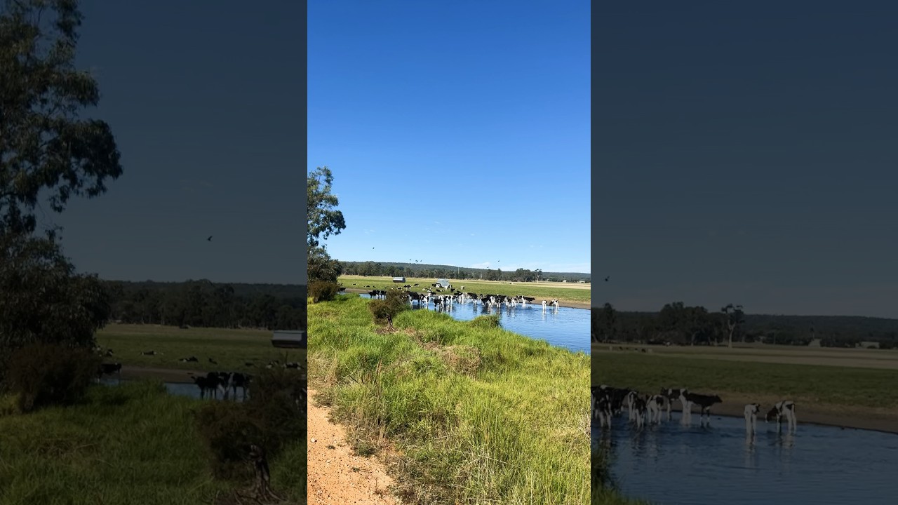 Animal life in Perth AustralIa #perthwa #perth ; Capel drive, Perth
