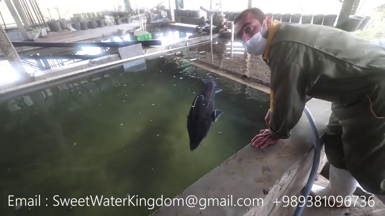 Iranian caviar processing and packing