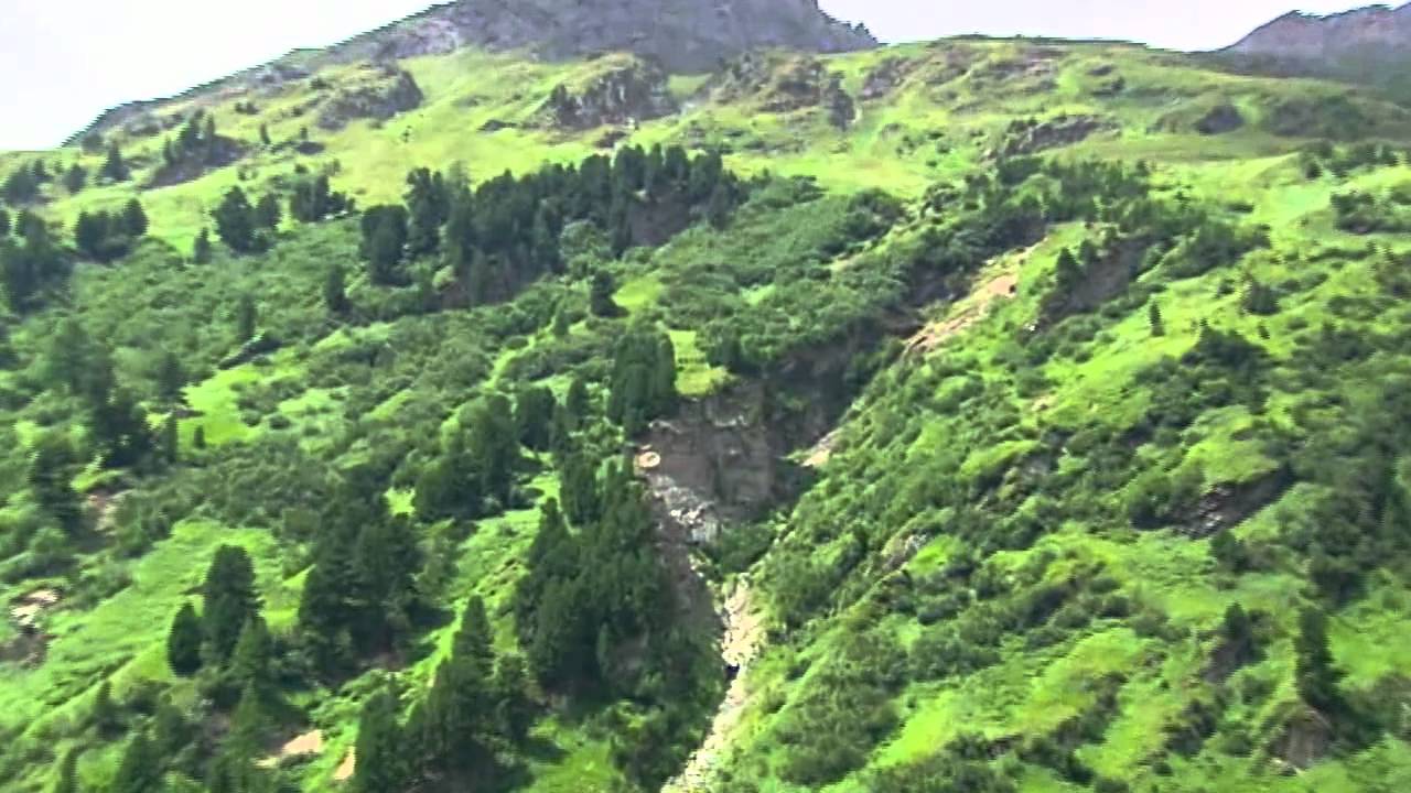 Bartgeier im Nationalpark Hohe Tauern