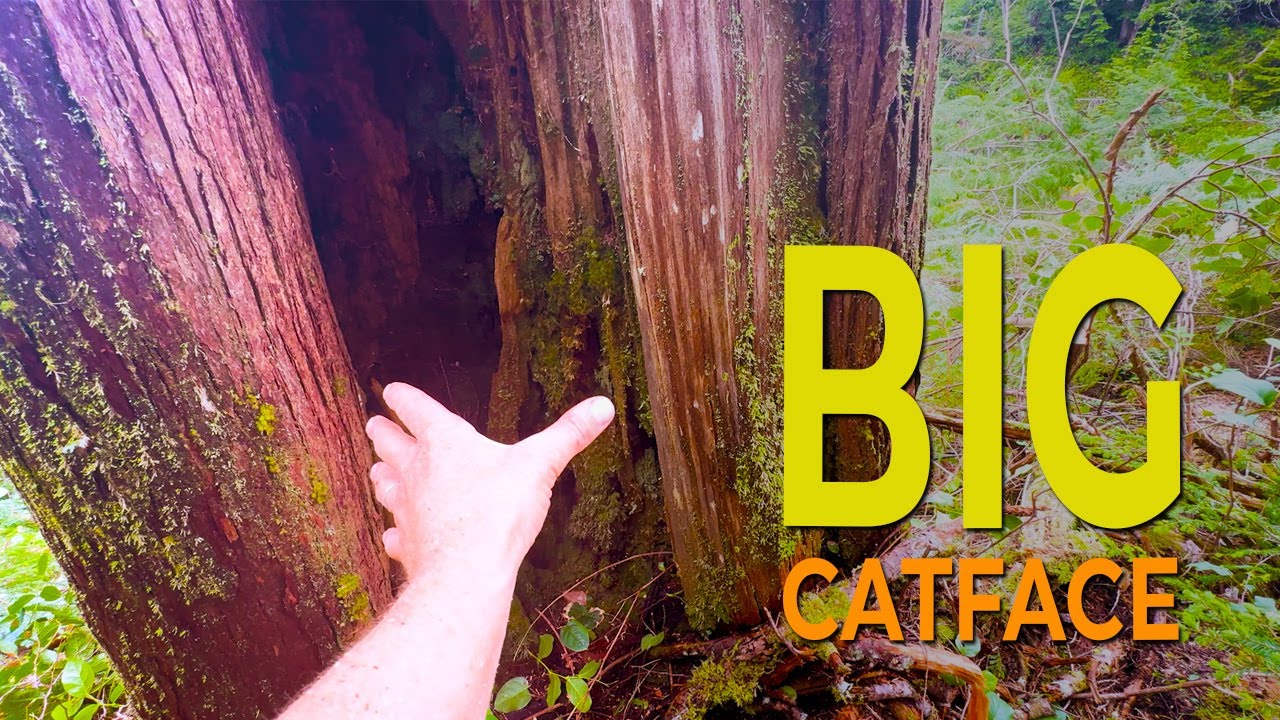125. Big Catface Cedar | Double-Up on the PowerWedge’s