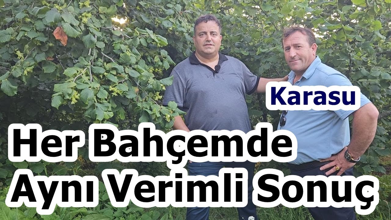 Sakarya Karasu - Doğru Fındık Gübreleme Programı ile Yüksek Verim - Fındık Gübreleme