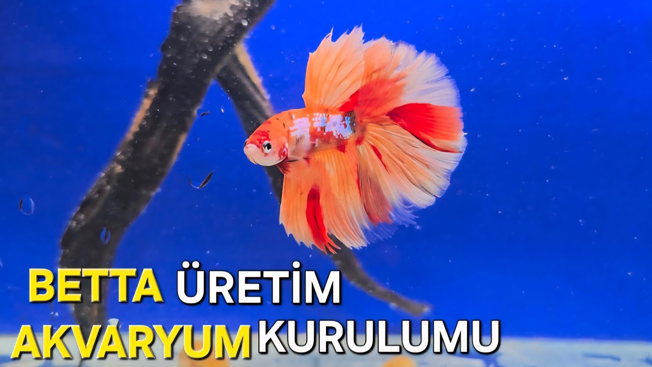 BETA BALIĞI ÜRETİM AKVARYUMU EŞLEŞTİRME AŞAMALARI  / BETA BALIĞI BAKIMI / BETA BALIĞI AKVARYUMU
