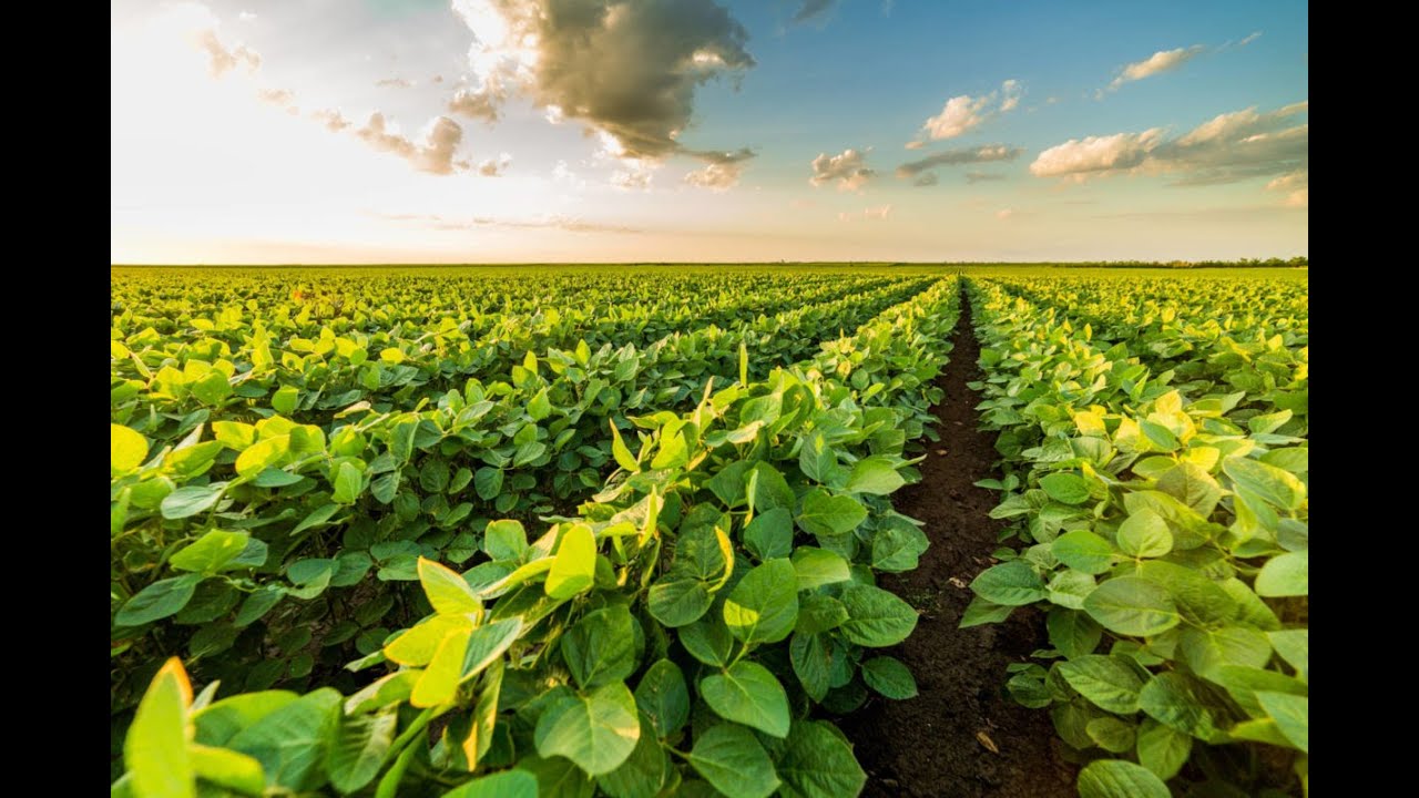 No till vs. Conventional Farming ROI