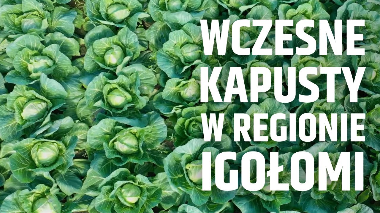 Wczesne kapusty w regionie Igołomi - dlaczego Mirror F1 zyskał tak dużą popularność?