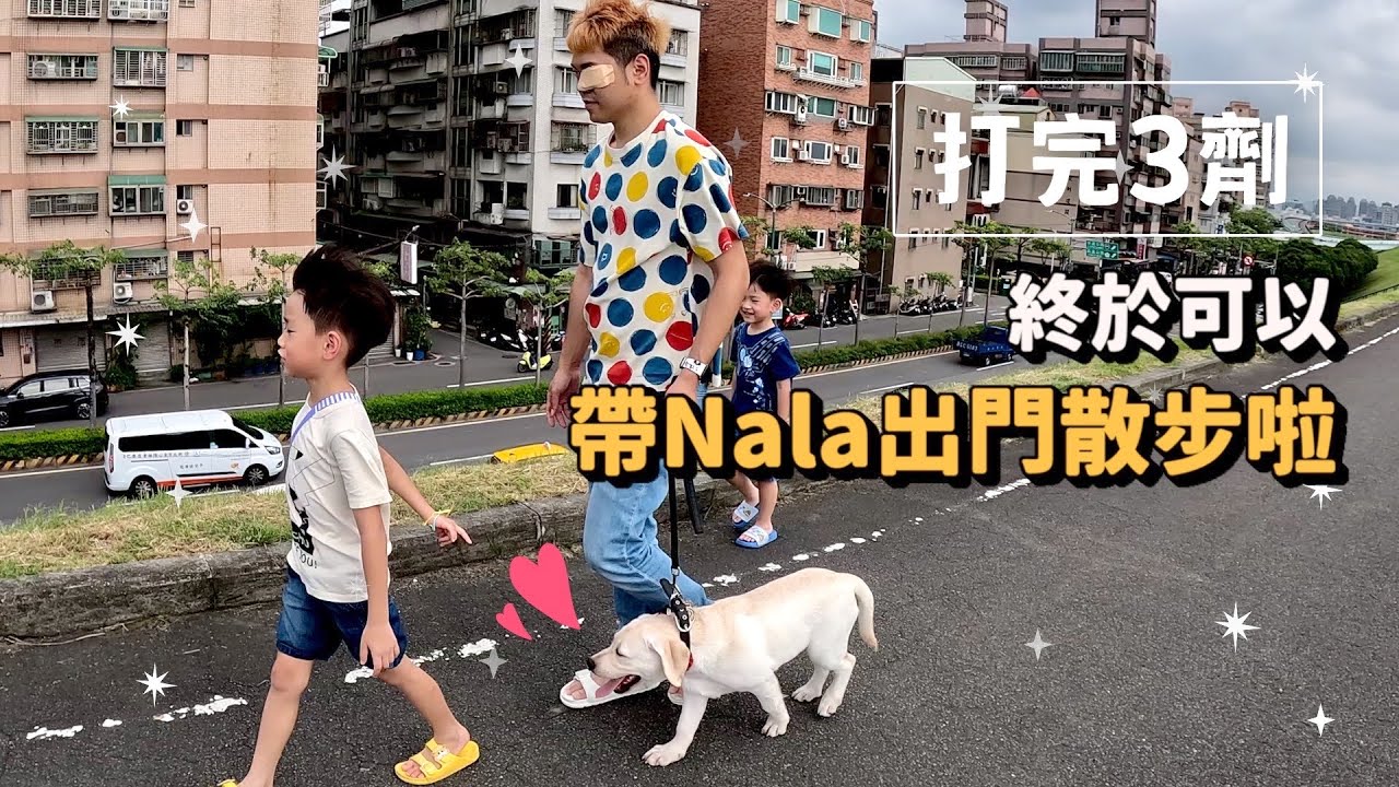 第一次帶Nala出門散步｜拉布拉多成長日記｜彼得爸與蘇珊媽