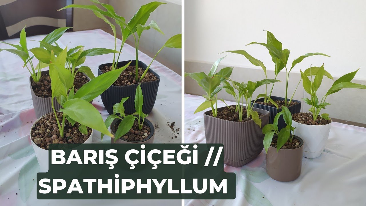 Barış Çiçeği Saksı Değişimi ve Çoğaltması // Önemli Detaylar, Yelken Çiçeği, Spathiphyllum