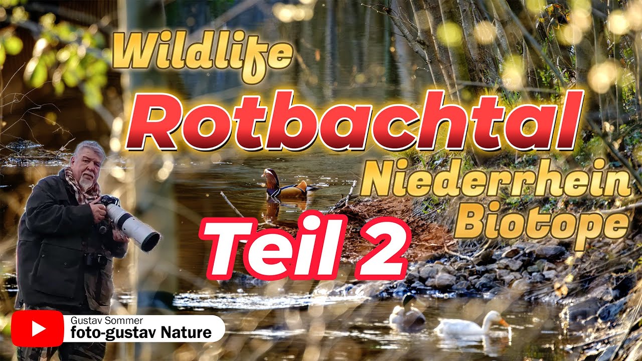 Wildlife Rotbachtal Teil2