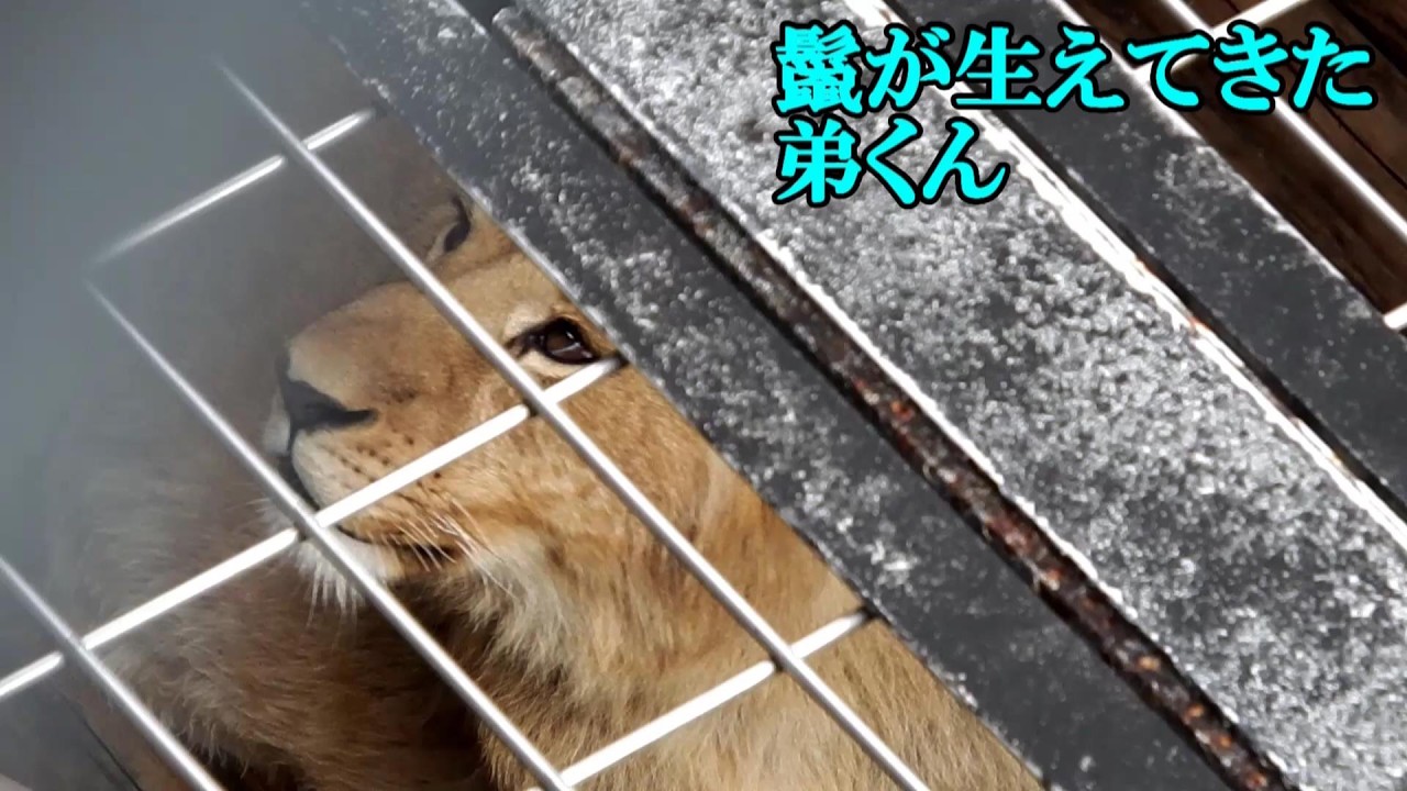 鬣が生えてきた弟くん　Lion (ライオン)　多摩動物公園