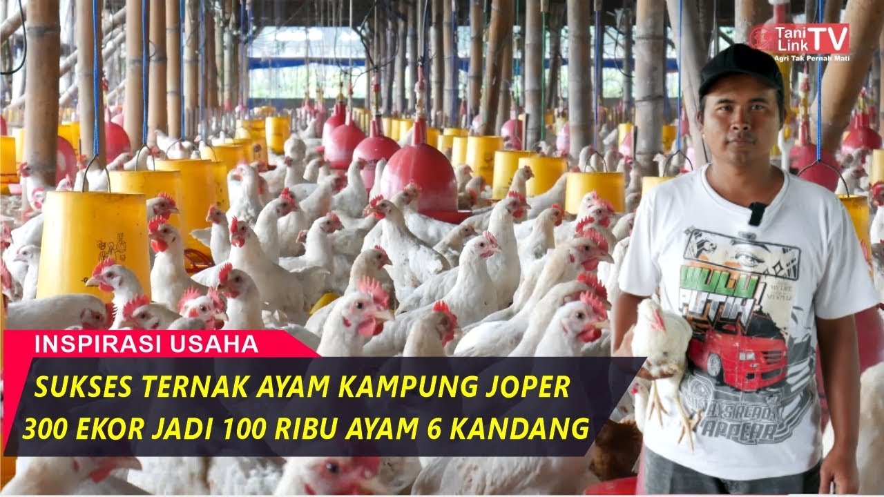 Budidaya Ayam Kampung Joper (Jowo Super) Dari DOC Hingga Siap Panen