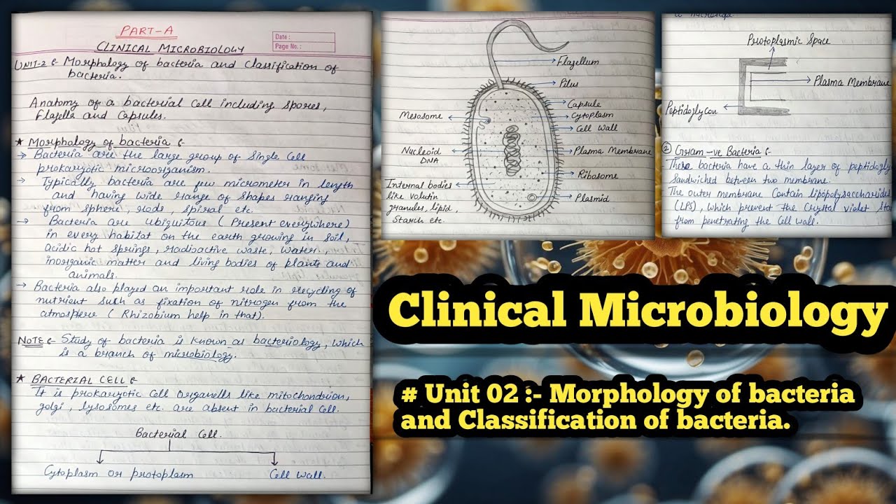 Unit 02 Morphology of bacteria and Classification of bacteria | clinical microbiology