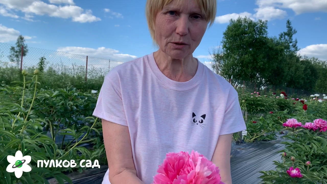 Rose heart peony. Роуз харт пион. Пулков сад