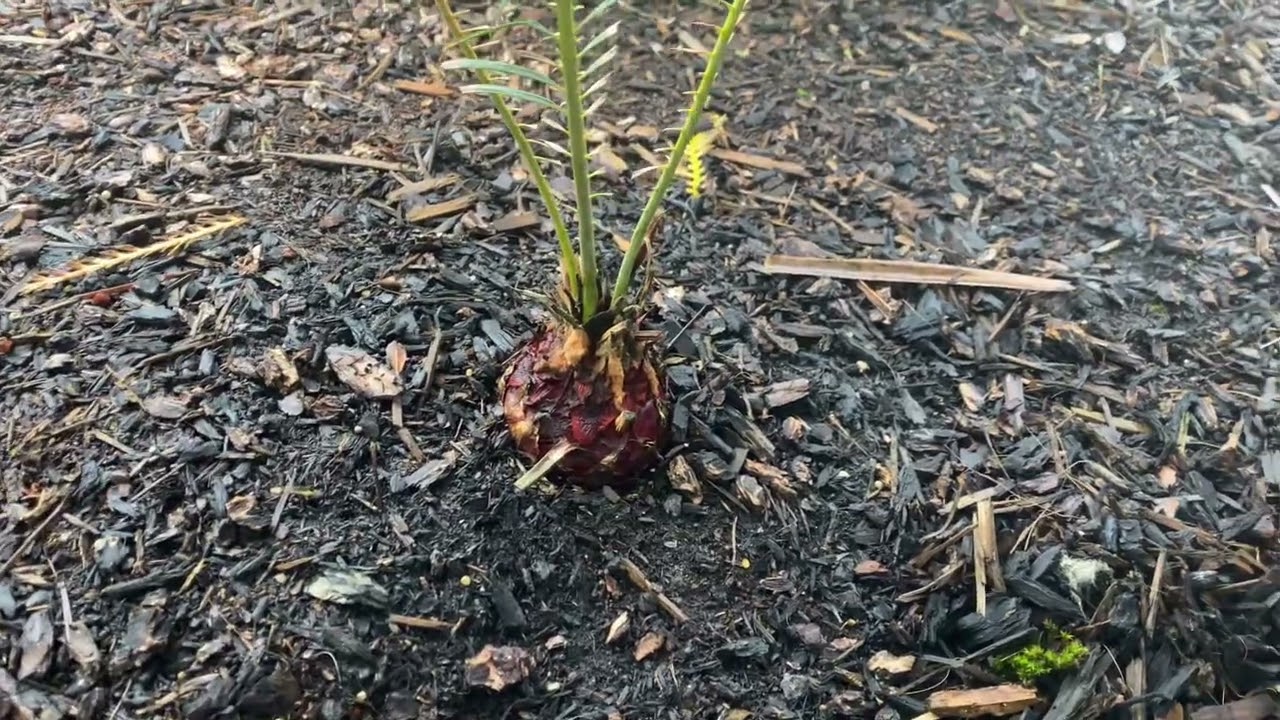 Cycas panzhihuaensis -2nd winter in the books!