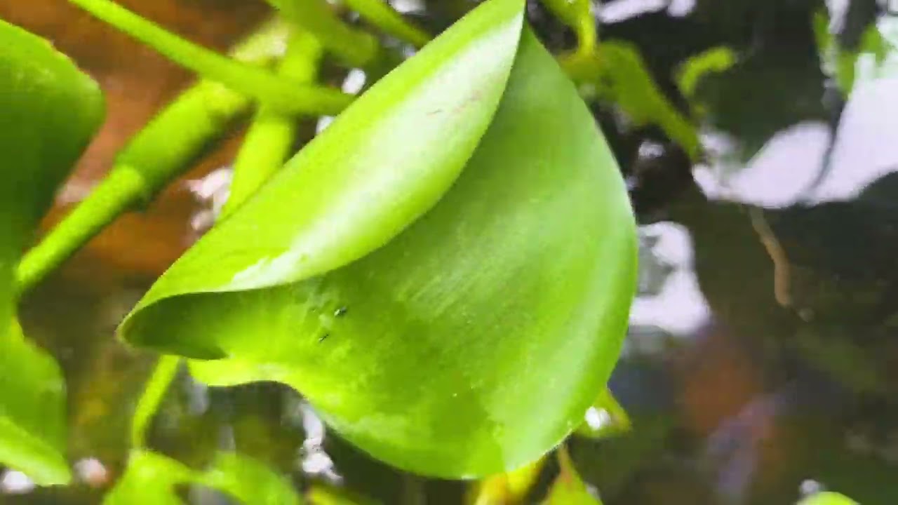 criação de peixes na caixa d'água e a multiplicação das ampulárias comendo as plantas aquáticas 