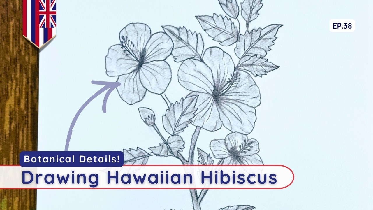 How to Draw Hawaii's Yellow Hibiscus | State Flower Pencil Tutorial