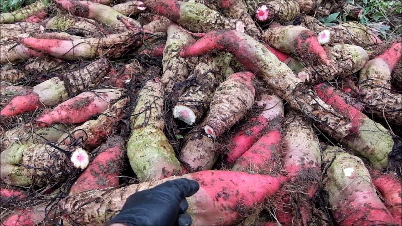 Fodder beet harvest Mammoth reds