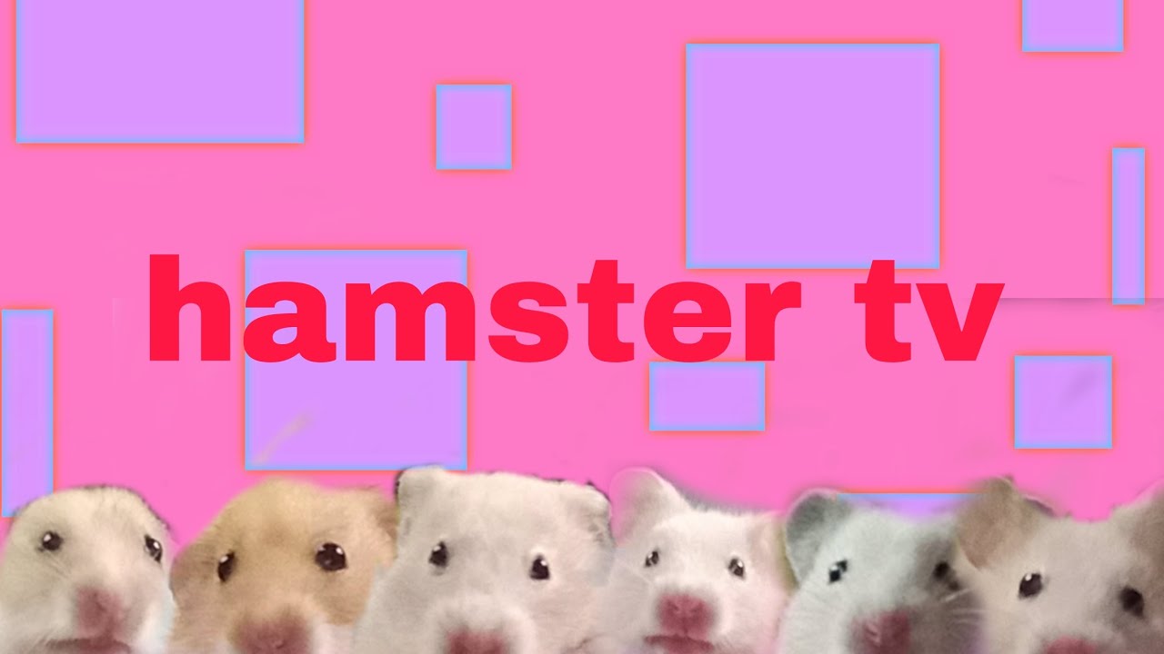 Hamster tv intro