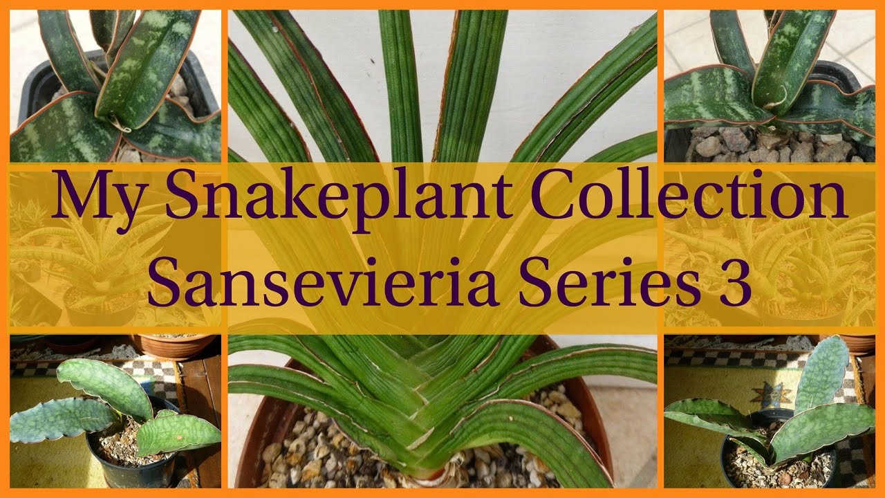 Sansevieria Collection 3 - Snake Plants! (Sansevieria Series)