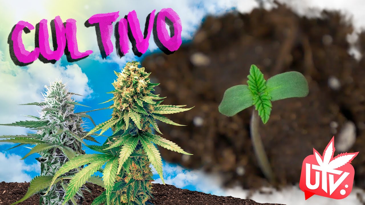 GERMINACI&Oacute;N de SEMILLAS: Paso a paso 🌱 Todos los trucos para realizarla con &eacute;xito